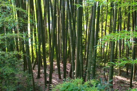 竹藪 風水|竹やぶの近くに住んでいる方見えますか？ 